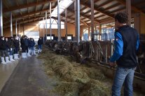 Mehrere Personen stehen in einem Milchviehstall. 