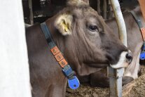 Eine Kuh mit einem Halsband.