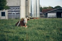 Eine Kuh liegt auf der Weide. Im Hintergrund landwirtschaftliche Gebäude.