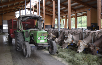 Traktor auf dem Futtertisch in einem Laufstall mit Braunvieh-Kühen