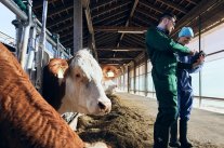 Zwei Personen bei der Eingabe von Daten auf dem Futtertisch im Kuhstall