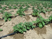 Kartoffeldämme mit Pflanzen: Bewässerung mit Tropfschläuchen auf der Dammkrone