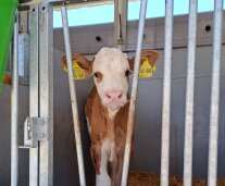 Kalb mit 2 Ohrmarken in Gitterbox