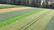 Lange Streifen verschiedener Pflanzen auf einem Feld.