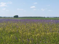 Artenreiches Grünland bunt blühend