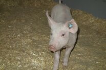 Ferkel in eingestreuter Bucht