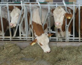 Kühe im Stall fressen Grobfutter