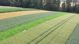 Feld mit streifenweise unterschiedlicher Bepflanzung.