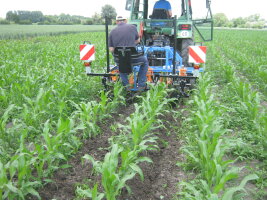 Mais Hacke im Einsatz bei geringer Mulchschicht