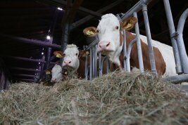 Milchkuh im Stall Fokus Tierwohl