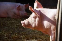 Schwein im Stall.