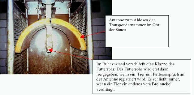 Detailansicht der Breinuckelstation am Lfl-Versuchsbetrieb: orange Antenne und Ende des Futterrohres mit Klappe, die sich nur öffnet wenn sich ein Tier mit Futteranspruch in der Station befindet