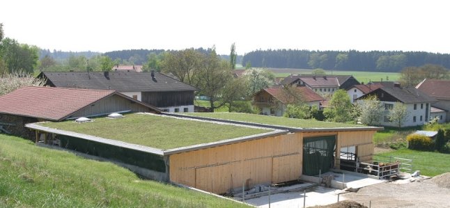 Bild eines Milchviehstalls mit Gründach