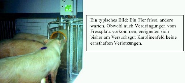 Breinuckelstation eine Sau frisst zwei andere stehen daneben