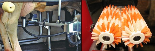 Fotos von verschiedenen Zitzenreinigungssystemen in AMS (links: Schwarzbunte Kuh wird am Euter mit Reinigungsbecher gereinigt; rechts: orange-rote Reinigungsbürsten)