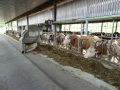 Futtertisch im Milchviehstall Almesbach
