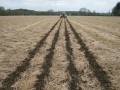 Strip till zu Mais mit Gülleeinarbeitung