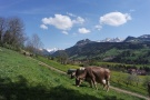 Zwei Braunviehkühe grasen auf Alm im Allgäu