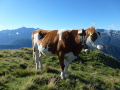 Kuh vor Zugspitzpanorama
