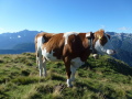 Kuh vor Zugspitzpanorama