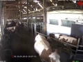 Bild der Kamera am Ausgang des AMS im Gruber Milchviehstall