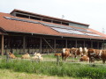 Stall mit Photovoltaikanlage