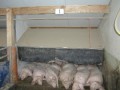 Schweine liegen nebeneinander