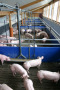 Schweine im Stall