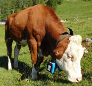 GPS Ortung auf der Alm