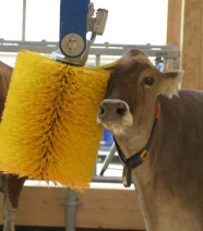 Kuh lässt sich von einer gelben Kuhbürste am Kopf striegeln