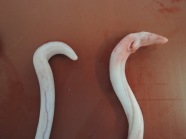 Zu sehen sind zwei vom Schlachtkörper entnommene Eberpenisse. Links ein unverletzter Penis, rechts ein Penis mit mehreren länglichen Verletzungen im Bereich der Penisspitze.ternativtext eingeben