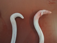 Zu sehen sind zwei vom Schlachtkörper entnommene Eberpenisse. Links ein unverletzter Penis, rechts ein Penis mit mehreren länglichen Verletzungen im Bereich der Penisspitze.ternativtext eingeben