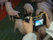 Einsatz einer Wärmebildkamera im Schweinestall