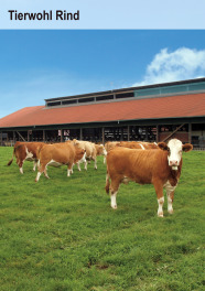 Braun-weiße Rinder auf der Weide vor einem modernen Stallgebäude