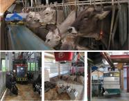 Vier Fotos als Collage, jeweils Rinder am Futtertisch mit verschiedenen automatischen Fütterungsgeräten