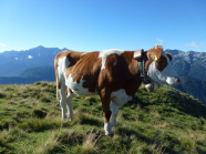 Eine Kuh steht auf einer Bergwiese