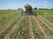 Versuchsgüllefass mit Strip Till Gerät bei der Gülleausbringung in den jungen Maisbestand