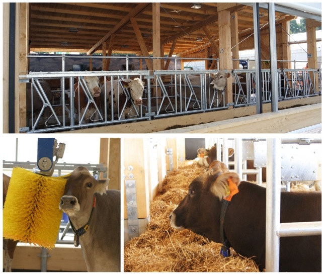 Sammelbild mit einer Aufnahme eines Milchviehstalls von Außen, einer Kuh an einer gelben Kuhbürste und einer liegenden Braunvieh-Kuh