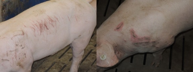 Kombination aus zwei Einzelbildern. Im linken Bild wird ein Mastschwein mit oberflächlichen Hautverletzungen gezeigt, im rechten Bild ein Tier mit tief Hautverletzungen.