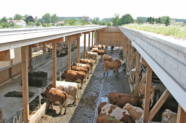 Laufhof mit Milchkühen