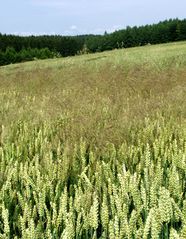 Windhalm-Rispen in Weizen
