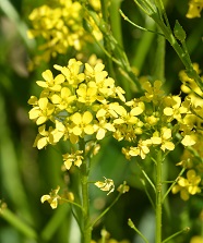 Blütenstand des Orientalischen Zackenschötchens (<i>Bunias orientalis</i>)