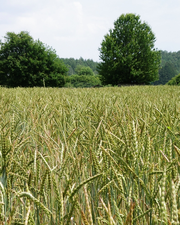 Dinkelfeld im Frühsommer