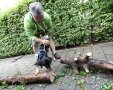 Ein dunkelhaariger Spürhund sucht zusammen mit seinem Herrchen an einem auf dem gepflasterten Boden liegenden, gefällten und zerteilten Stamm nach Spuren des Asiatischen Laubholzbockkäfers. (Quelle: LfL)