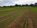 Gemüsefeld mit vielen jungen Radieschenpflanzen