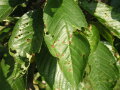 Blatt mit runden braunen Flecken, die zum Teil bereits aus dem Blatt herausgebrochen sind 