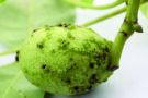 Walnussfrucht mit hellgrünen Pusteln