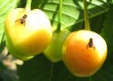 Auf einer gelben Kirsche sitzt eine 1 cm große Kirschfruchtfliege mit gestreiften Flügeln