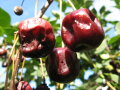 Rote beschädigte Sauerkirschen vor grünen Blättern. Früchte sind eingefallen und mattrot.