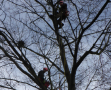 Zwei Kletterer im Baum suchen nach ALB-Spuren